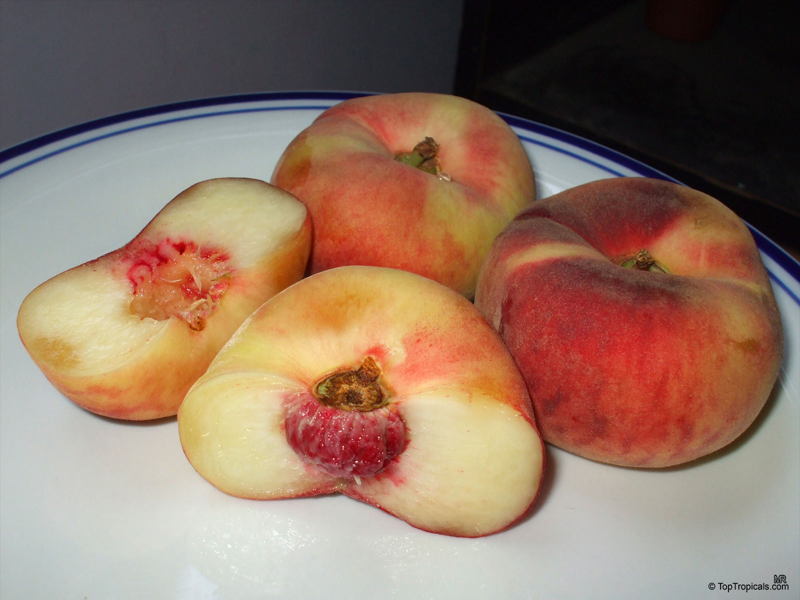 Prunus persica, Amygdalus persica, Peach. Prunus persica var. platycarpa Prunus persica, Amygdalus persica, Peach. Prunus persica var. platycarpa