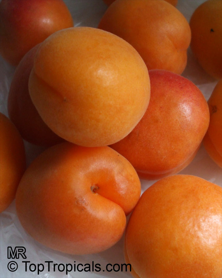 Apricot var. Katy (Prunus armeniaca)