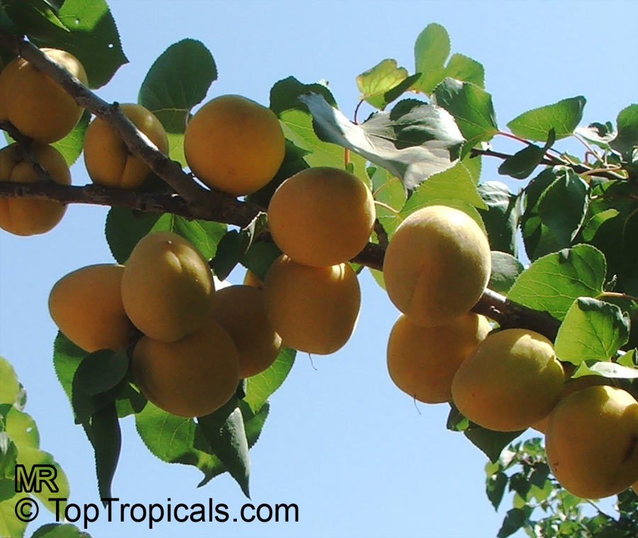 Apricot fruit on a tree