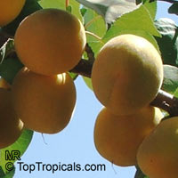 Prunus armeniaca, Amygdalus armeniaca, Apricot

Click to see full-size image