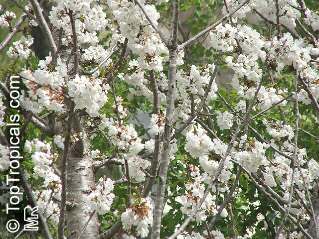 Prunus avium, Wild Cherry, Sweet Cherry