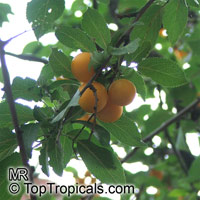 Prunus cerasifera, Prunus divaricata, Cherry Plum, Myrobalan Plum, St. Lukes Flowering Plum

Click to see full-size image