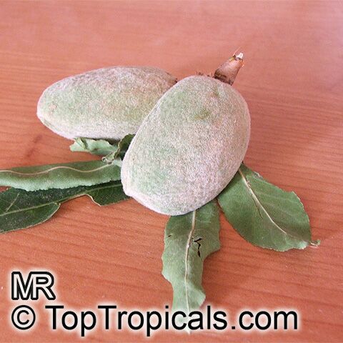 Prunus dulcis, Prunus amygdalus, Amygdalus communis, Almond