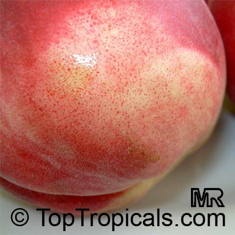 Peach tree FLORIDA GRANDE, Low chill, Prunus persica, Grafted