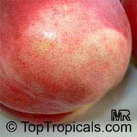 Peach tree FLORIDA GRANDE, Low chill, Prunus persica, Grafted

Click to see full-size image