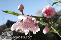 Prunus persica, Amygdalus persica, Peach