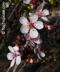 Prunus cerasifera, Prunus divaricata, Cherry Plum, Myrobalan Plum, St. Lukes Flowering Plum

Click to see full-size image