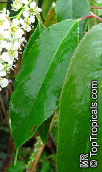 Prunus salicifolia, Prunus serotina var. salicifolia, Capulin

Click to see full-size image