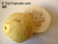 Guava tree Thai White, Psidium guajava

Click to see full-size image