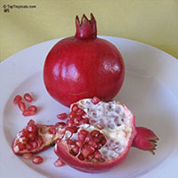 Punica granatum - Pomegranate var. Eversweet (Sweet)

Click to see full-size image