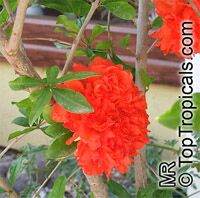 Punica granatum Flore Pleno, Flowering Pomegranate, Noshi Shibari, Double Flower Pomegranate

Click to see full-size image