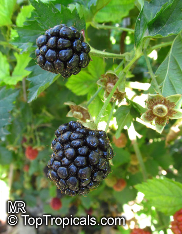 Rubus fruticosus , Blackberry, Dewberry 