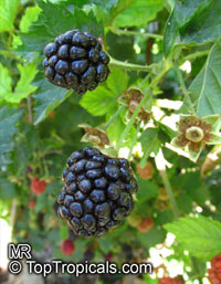 Rubus fruticosus , Blackberry, Dewberry 

Click to see full-size image