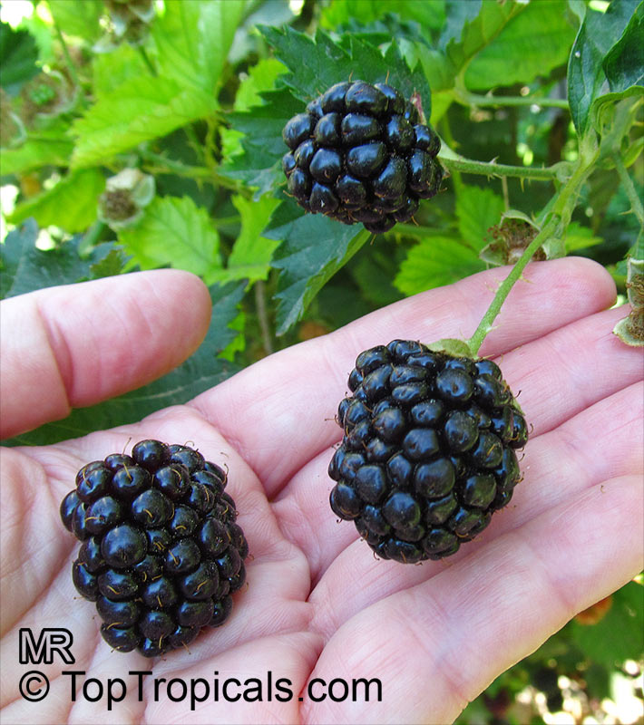 Illustration Of Rubus Fruticosus (blackberry, Brambleberry), Fruit