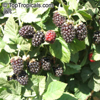 Rubus sp., Raspberrie, Blackberrie, Dewberrie

Click to see full-size image