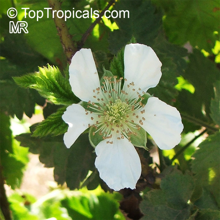 Rubus sp., Raspberrie, Blackberrie, Dewberrie