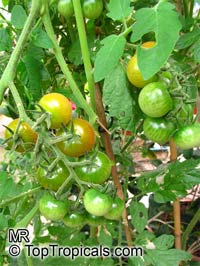 Solanum lycopersicum, Lycopersicon lycopersicum, Lycopersicon esculentum, Tomato

Click to see full-size image