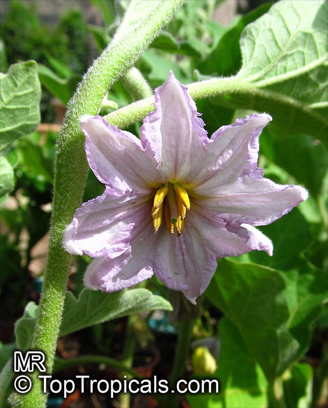 Solanum melongena, Tropical Eggplant, Asian Eggplant