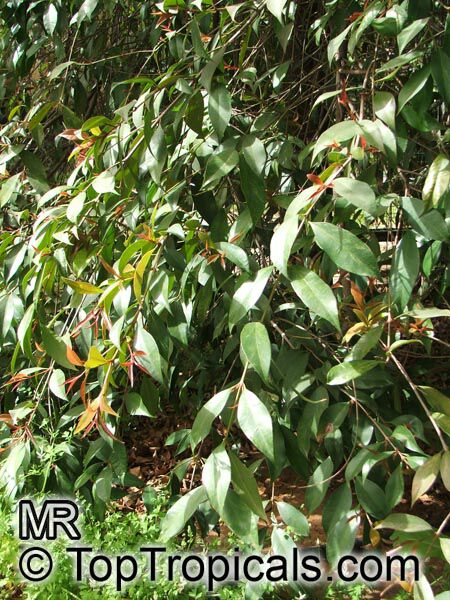 Syzygium cumini, Syzygium jambolanum, Eugenia cumini, Eugenia jambolana, Jambolan, Java Plum, Jamun, Naval, Neredu, Indian Allspice