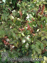 Syzygium luehmannii, Small Leaved Lilly Pilly

Click to see full-size image