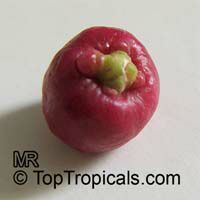 Syzygium paniculatum, Eugenia paniculata, Australian Brush Cherry, Magenta Lilly Pilly 

Click to see full-size image