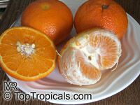 Citrus reticulata, Mandarin Orange

Click to see full-size image