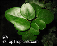 Triphasia trifolia, Lime Berry, Limeberry, Limau Kiah, Lemondichina

Click to see full-size image