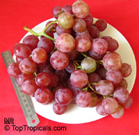 Vitis vinifera, Wine Grape

Click to see full-size image