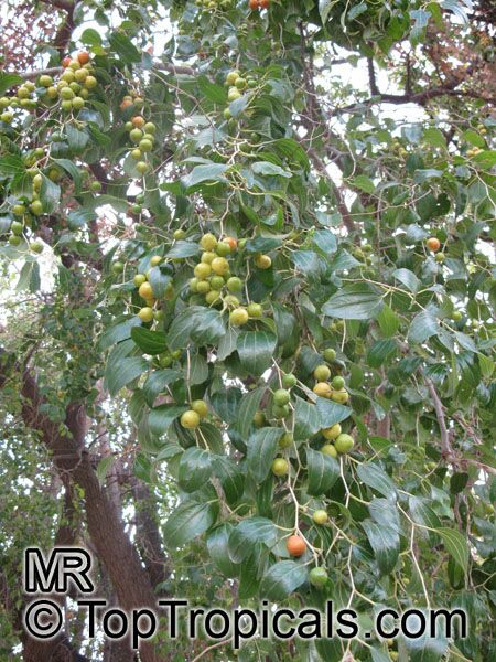 Ziziphus jujuba, Ziziphus sativa, Ziziphus vulgaris, Zizyphus mauritiana, Indian Jujube, Chinese Date