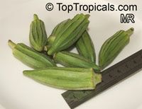 Abelmoschus esculentus, Hibiscus esculentus, Okra, Bamia, Gombo

Click to see full-size image