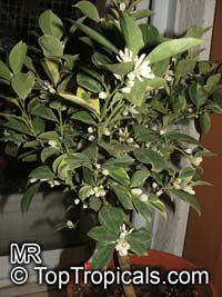 Citrofortunella sp., Calamondin

Click to see full-size image