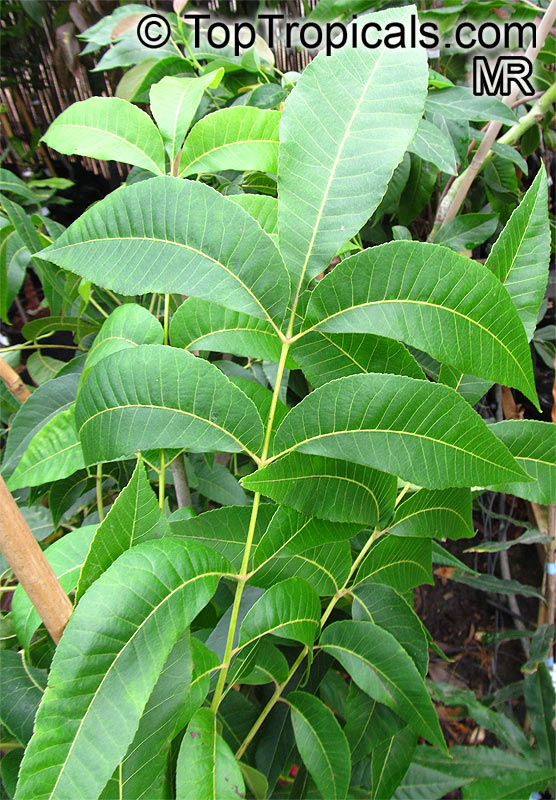 Carya illinoinensis, Carya pecan, Pecan