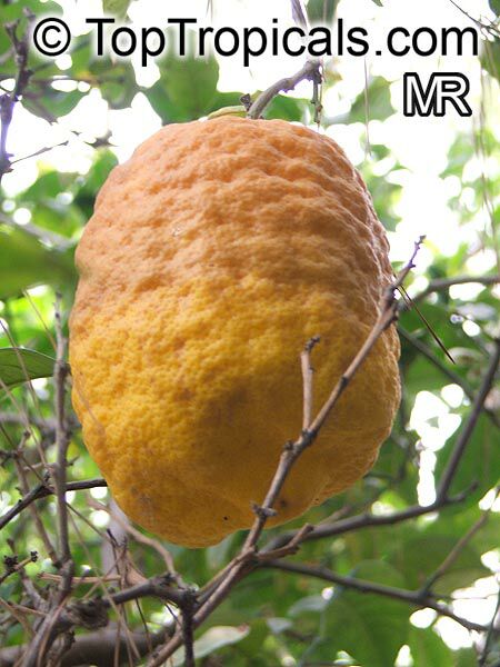 Citrus medica, Citron