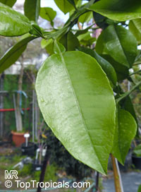 Citrus maxima, Citrus grandis , Pomelo, Pommelo, Pummelo