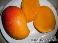 Mangifera indica, Mango

Click to see full-size image