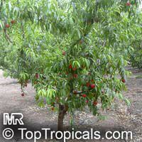 Prunus persica var. nectarina, Nectarine

Click to see full-size image