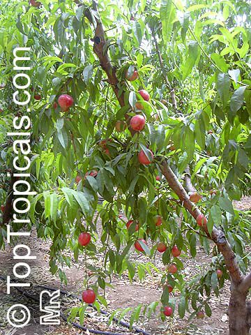 Prunus persica var. nectarina, Nectarine