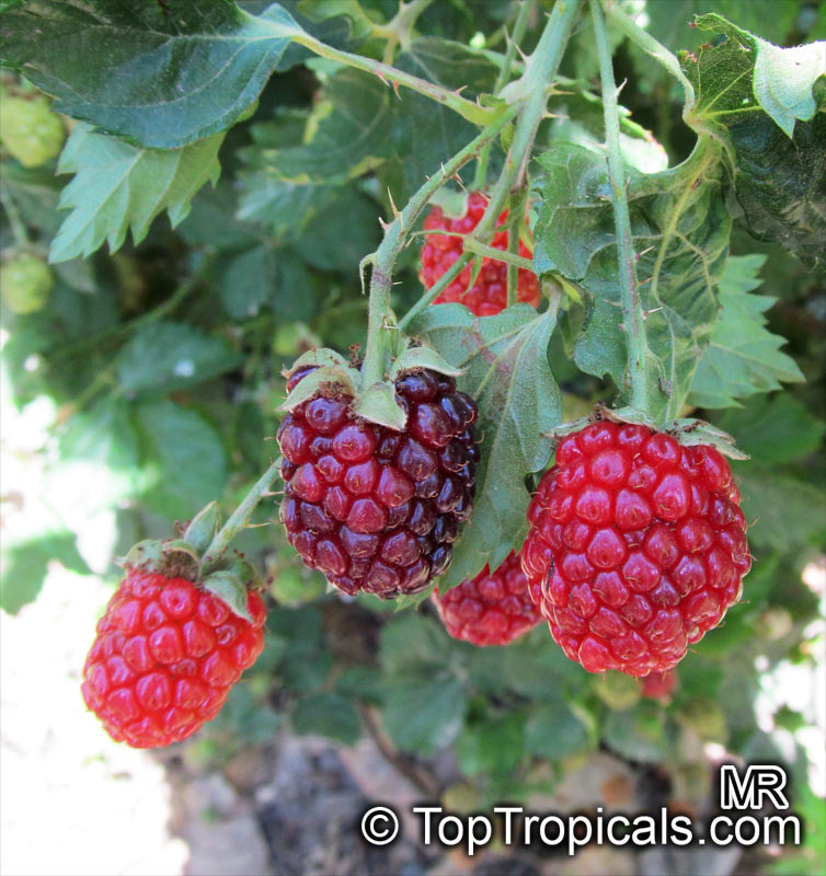 Rubus fruticosus , Blackberry, Dewberry 