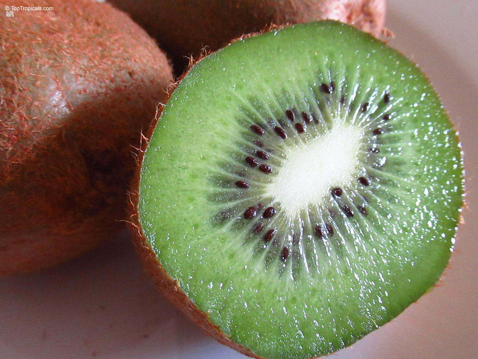 Actinidia chinensis, Kiwi Fruit Actinidia chinensis, Kiwi Fruit