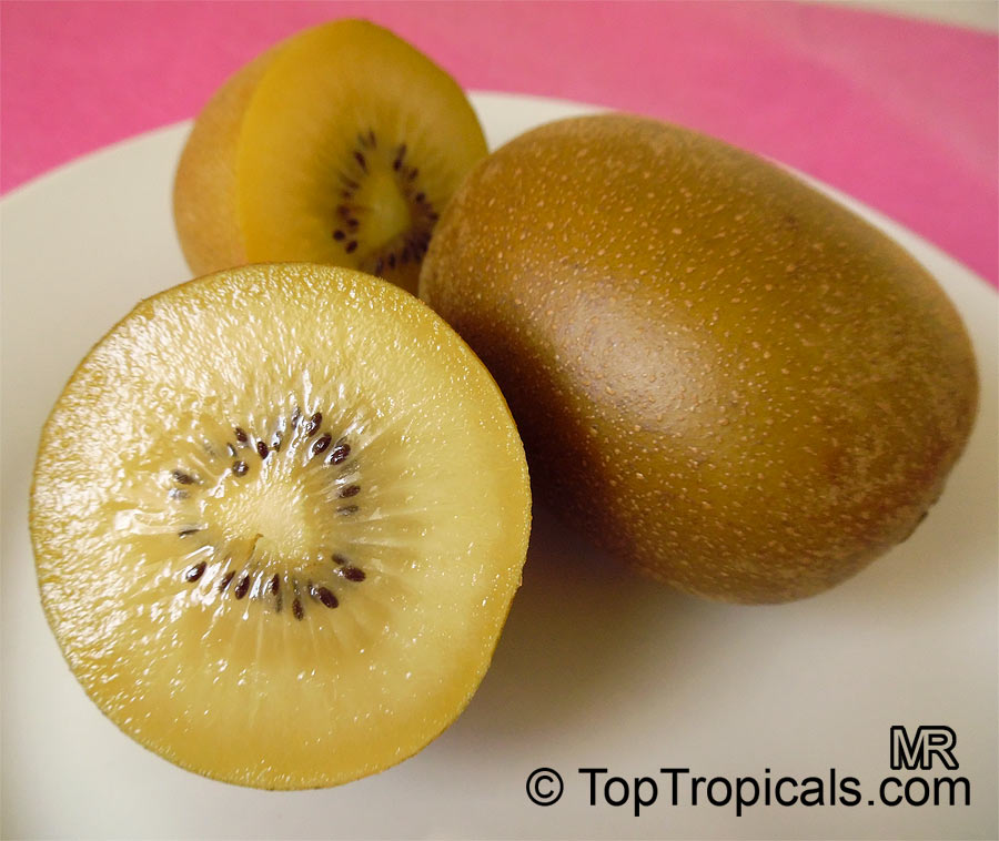 Actinidia chinensis, Kiwi Fruit. Actinidia chinensis 'SunGold'