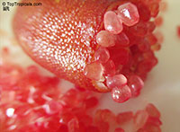 Citrus australasica, Microcitrus australasica, Finger Lime, Caviar Lime

Click to see full-size image