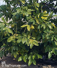 Diospyros nigra, Diospyros digyna, Diospyros obtusifolia, Black Sapote, Chocolate Pudding Fruit, Black/Chocolate Persimmon

Click to see full-size image