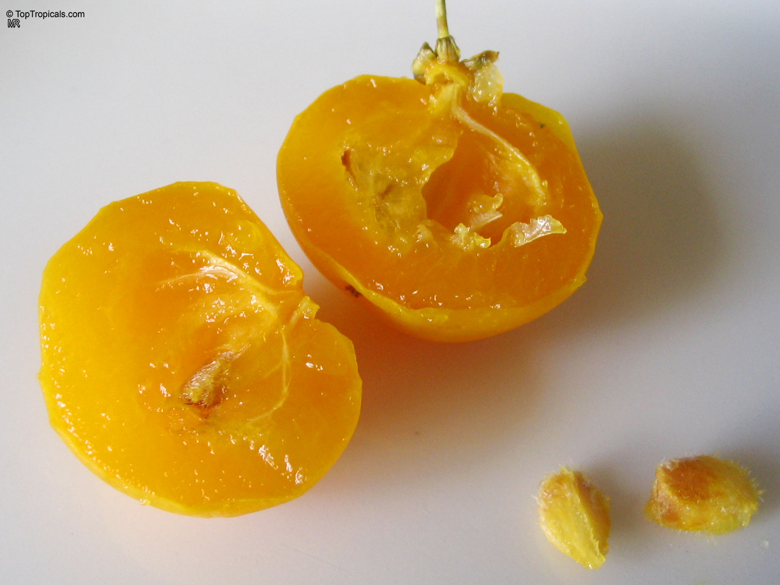 Dovyalis caffra, Kei Apple Dovyalis caffra, Kei Apple