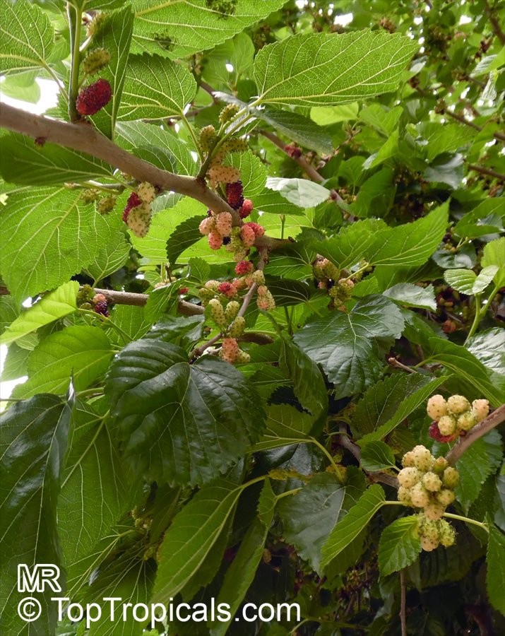 Morus sp., Mulberry