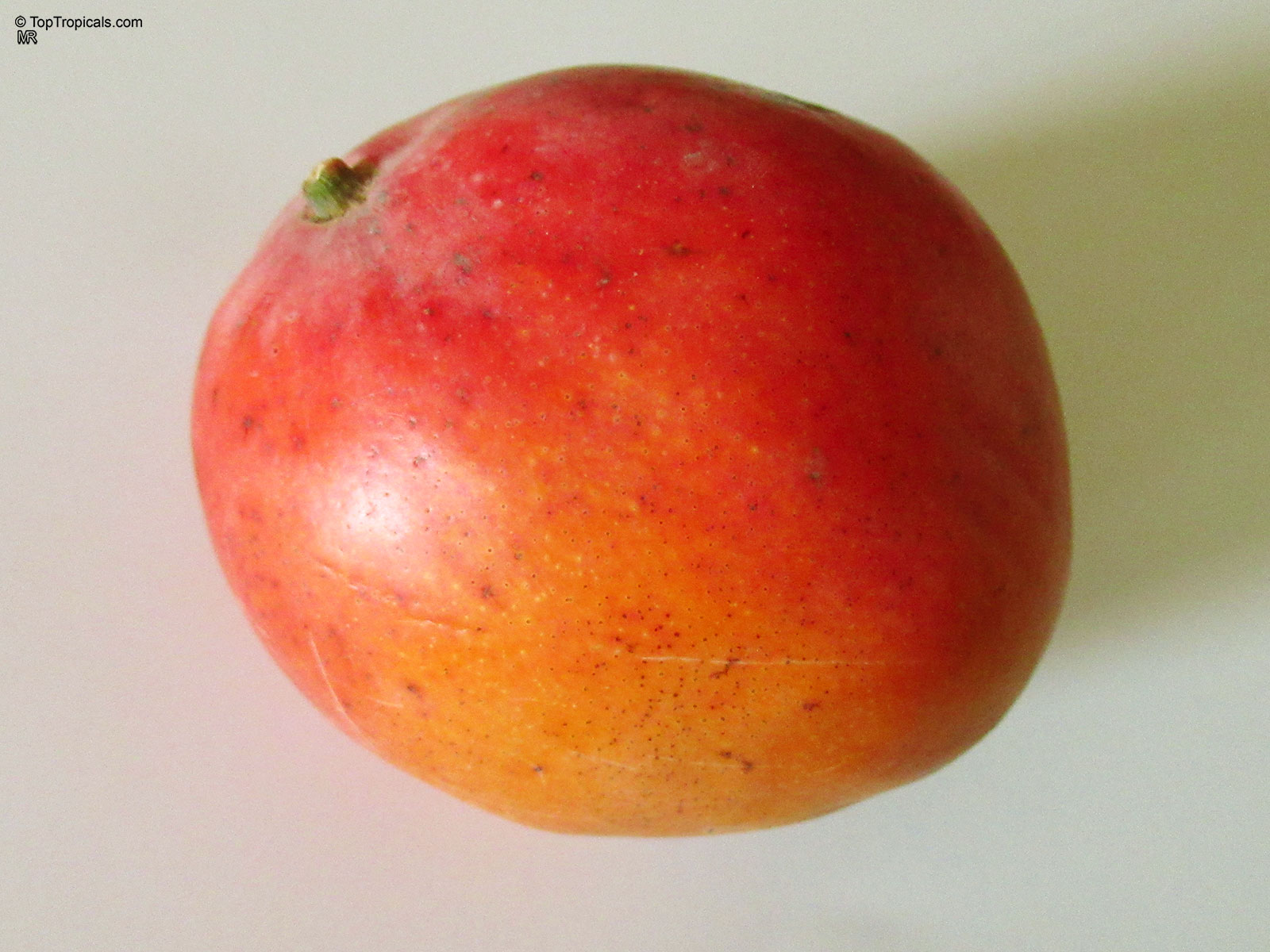 Mangifera indica, Shelly Mango Mangifera indica, Shelly Mango