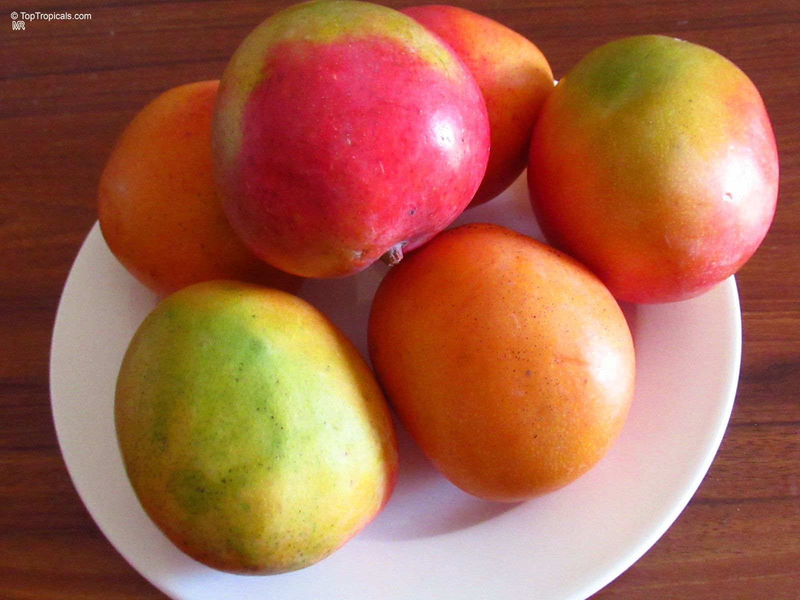 Mangifera indica, Shelly Mango Mangifera indica, Shelly Mango