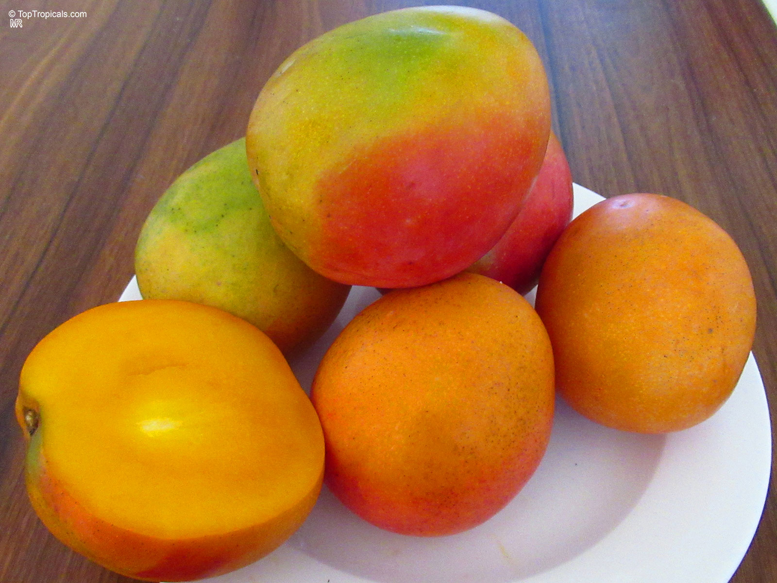Mangifera indica, Shelly Mango Mangifera indica, Shelly Mango