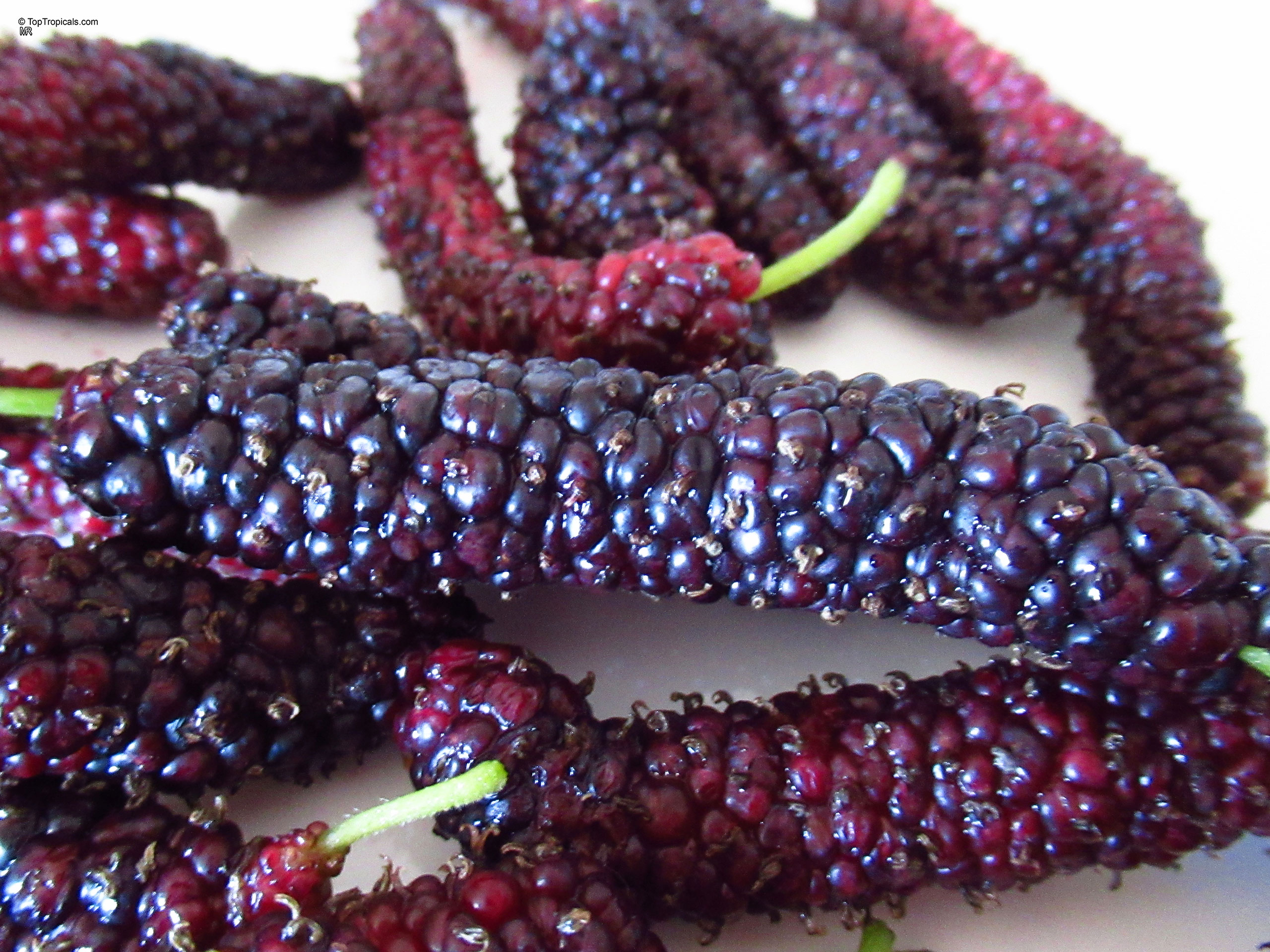 Morus macroura (King White Mulberry) elongated fruit with a deep purple color on a table Morus macroura (King White Mulberry) deep purple fruit close up on a table