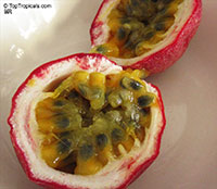 Passiflora edulis Panama Red - Passion Fruit, Maracuya

Click to see full-size image