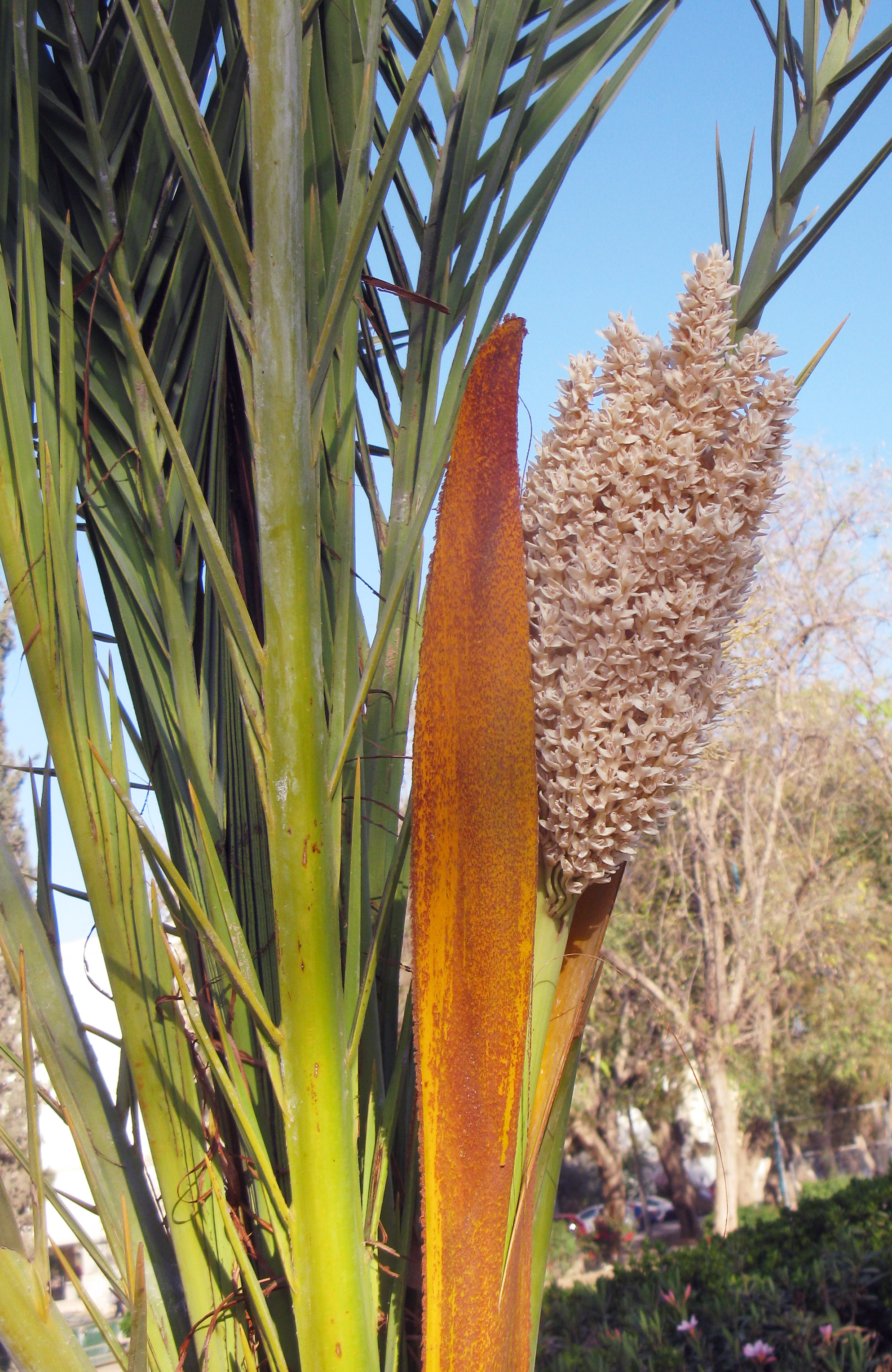 Phoenix dactylifera (Date Palm) with beige flower and long green leaves Phoenix dactylifera (Date Palm) beige flower and green leaves close up